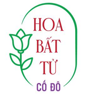 Hoa Tươi Bất Tử Cố Đô