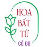 Hoa Tươi Bất Tử Cố Đô